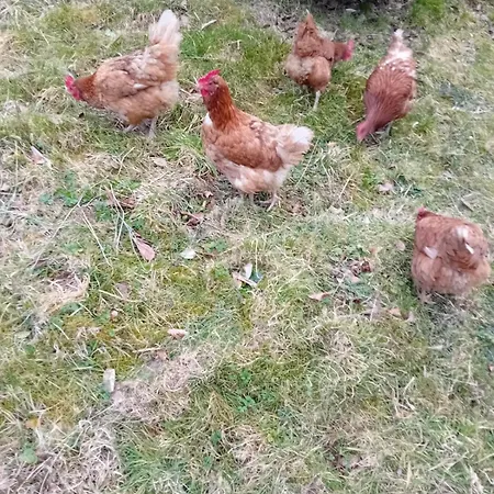 Avalanche Du Rock Lourdios-Ichere