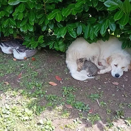 Privatunterkunft Avalanche Du Rock Lourdios-Ichere